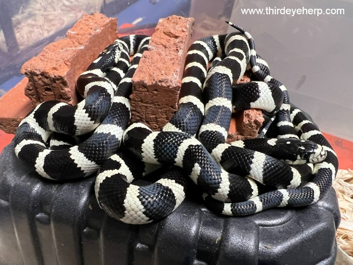 Cerbat Mountains California Kingsnakes